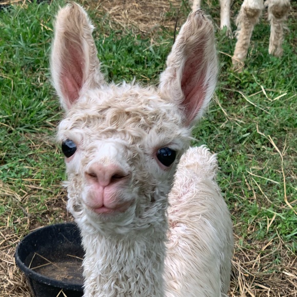 Meet your Posher, Brooke - Picture 2 of 2